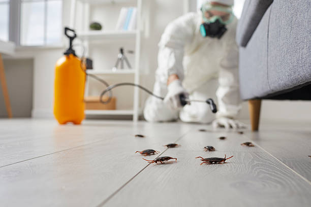 Commercial Kitchen Cockroach Control in San Antonio